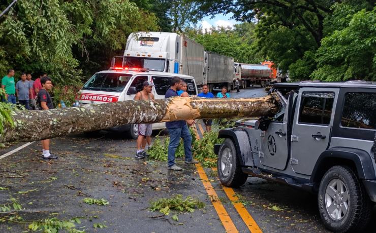 Árbol cae sobre vehículo y deja a un hombre herido