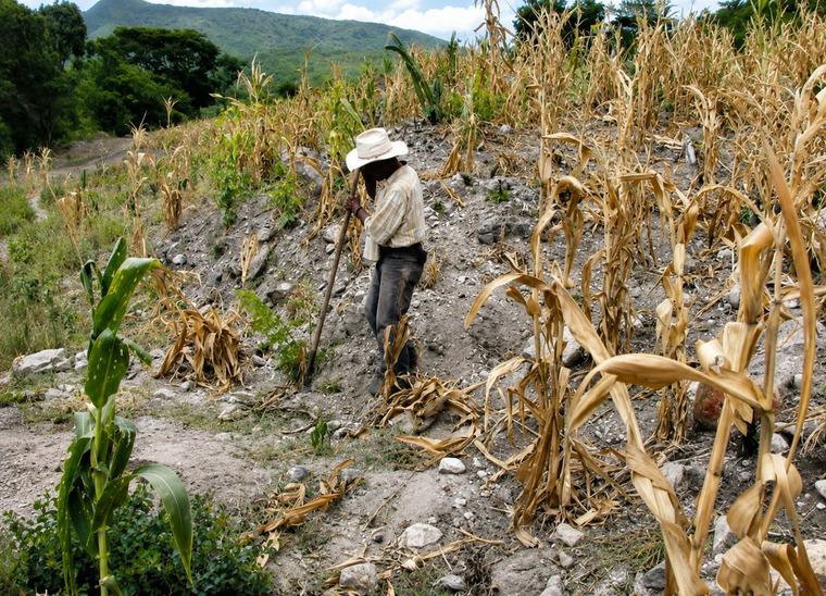 ¡ALERTA ECONÓMICA! Se dispara el precio del maíz en Guatemala y alcanza hasta Q600 el quintal