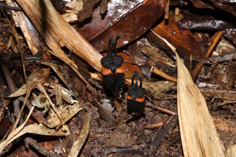 Flor del diablo: Descubren extraña planta en Tailandia