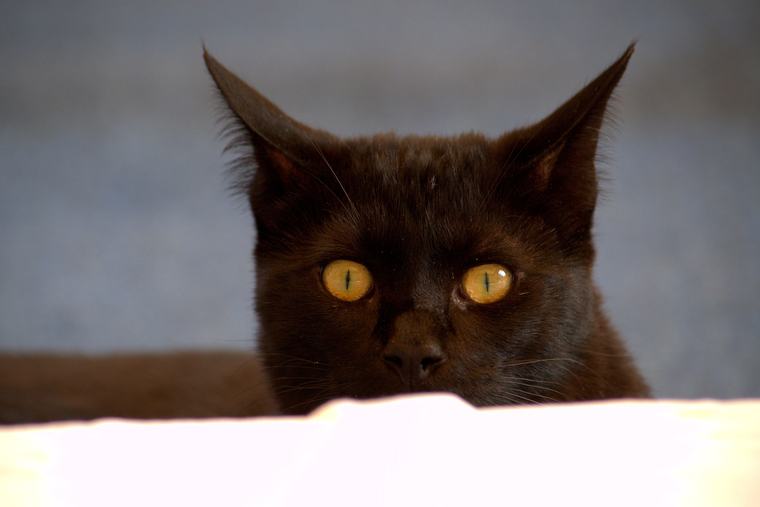 El misterio de por qué se pierden los gatos y no regresan