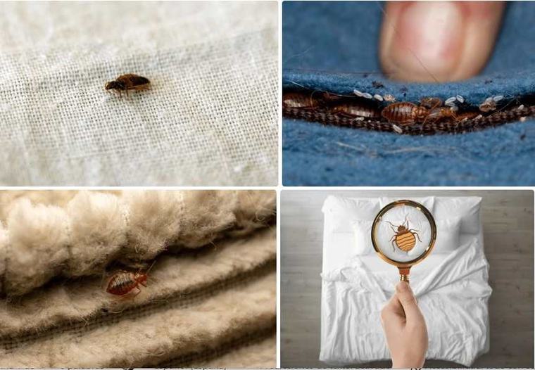 Qué debe saber sobre las chinches de cama y sus infestaciones