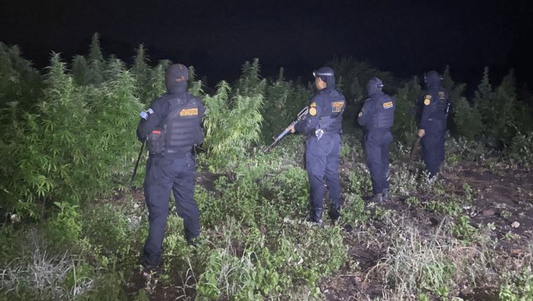 Localizan y destruyen en Petén una plantación de marihuana con avalúo superior a Q31 millones